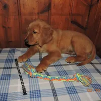 Mr. Black, a male Golden Retriever for sale in Mikado, MI – Photo 3 of 10