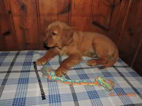 Mr. Black, a male Golden Retriever for sale in Mikado, MI – Photo 3 of 10