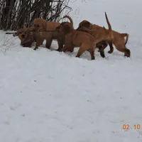 Mr. Black, a male Golden Retriever for sale in Mikado, MI – Photo 9 of 10