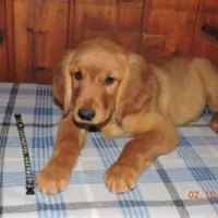 Mr. Black, a male Golden Retriever for sale in Mikado, MI – Photo 6 of 10