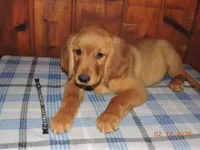 Mr. Black, a male Golden Retriever for sale in Mikado, MI – Photo 6 of 10