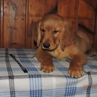 Mr. Black, a male Golden Retriever for sale in Mikado, MI – Photo 7 of 10