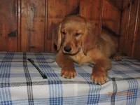 Mr. Black, a male Golden Retriever for sale in Mikado, MI – Photo 7 of 10