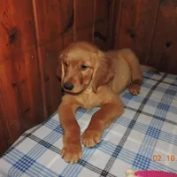 Mr. Black, a male Golden Retriever for sale in Mikado, MI – Photo 1 of 10