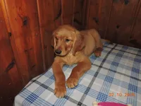 Mr. Black, a male Golden Retriever for sale in Mikado, MI – Photo 1 of 10
