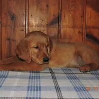 Mr. Black, a male Golden Retriever for sale in Mikado, MI – Photo 5 of 10