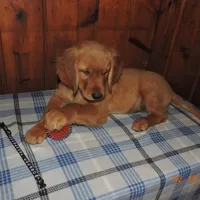 Mr. Black, a male Golden Retriever for sale in Mikado, MI – Photo 2 of 10