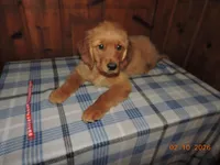 Mr. Red, a male Golden Retriever for sale in Mikado, MI – Photo 6 of 10