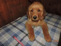 Mr. Red, a male Golden Retriever for sale in Mikado, MI – Photo 4 of 10