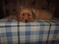 Mr. Red, a male Golden Retriever for sale in Mikado, MI – Photo 5 of 10