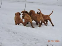 Mr. Red, a male Golden Retriever for sale in Mikado, MI – Photo 8 of 10