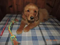 Mr. Red, a male Golden Retriever for sale in Mikado, MI – Photo 3 of 10