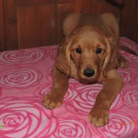 Miss Green, a female Golden Retriever for sale in Mikado, MI – Photo 1 of 10