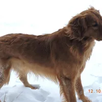 Miss Green, a female Golden Retriever for sale in Mikado, MI – Photo 10 of 10