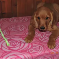 Miss Green, a female Golden Retriever for sale in Mikado, MI – Photo 5 of 10