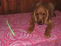Miss Green, a female Golden Retriever for sale in Mikado, MI – Photo 5 of 10