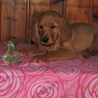 Miss Green, a female Golden Retriever for sale in Mikado, MI – Photo 6 of 10