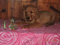Miss Green, a female Golden Retriever for sale in Mikado, MI – Photo 6 of 10