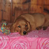 Miss Green, a female Golden Retriever for sale in Mikado, MI – Photo 4 of 10