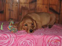 Miss Green, a female Golden Retriever for sale in Mikado, MI – Photo 4 of 10