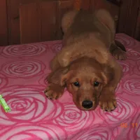Miss Green, a female Golden Retriever for sale in Mikado, MI – Photo 2 of 10