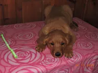 Miss Green, a female Golden Retriever for sale in Mikado, MI – Photo 2 of 10