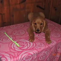 Miss Green, a female Golden Retriever for sale in Mikado, MI – Photo 3 of 10