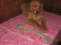 Miss Pink, a female Golden Retriever for sale in Mikado, MI – Photo 3 of 9