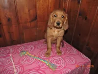 Miss Pink, a female Golden Retriever for sale in Mikado, MI – Photo 1 of 9