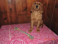 Miss Pink, a female Golden Retriever for sale in Mikado, MI – Photo 5 of 9