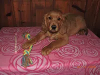 Miss Pink, a female Golden Retriever for sale in Mikado, MI – Photo 2 of 9