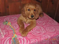 Miss Pink, a female Golden Retriever for sale in Mikado, MI – Photo 4 of 9