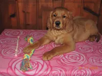 Miss Pink, a female Golden Retriever for sale in Mikado, MI – Photo 7 of 9