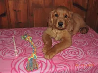 Miss Pink, a female Golden Retriever for sale in Mikado, MI – Photo 6 of 9