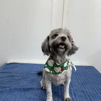 Lexie, a female Yorkipoo and Poodle - Miniature  for sale in Tampa, FL – Photo 2 of 3