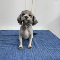 Lexie, a female Yorkipoo and Poodle - Miniature  for sale in Tampa, FL – Photo 3 of 3