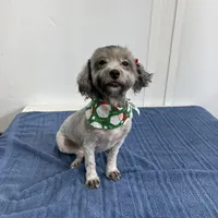 Lexie, a female Yorkipoo and Poodle - Miniature  for sale in Tampa, FL – Photo 1 of 3