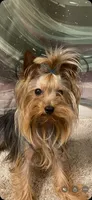 Max, a male Yorkshire Terrier for sale in Tampa, FL – Photo 5 of 6