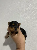 Max, a male Yorkshire Terrier for sale in Tampa, FL – Photo 3 of 6