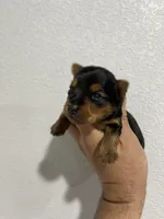 Max, a male Yorkshire Terrier for sale in Tampa, FL – Photo 2 of 6