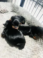 Max, a male Yorkshire Terrier for sale in Tampa, FL – Photo 4 of 6