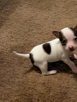 Red, a female Chihuahua for sale in Oklahoma City, OK – 3 of 5