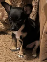 Sassy, a male Chihuahua for sale in Oklahoma City, OK – 7 of 9