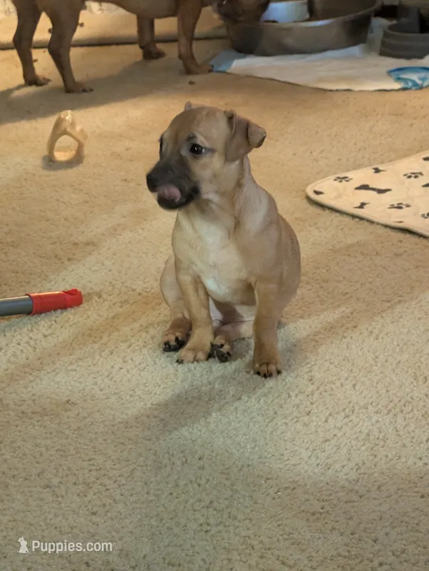 Henry – Chiweenie puppy for sale in Oklahoma City, OK