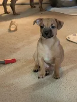 Henry, a male Chiweenie for sale in Oklahoma City, OK – 3 of 7