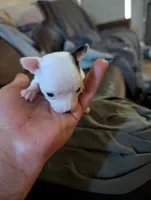 Johnny Ringo, a male Chihuahua for sale in Oklahoma City, OK – 8 of 8