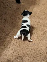 Laura, a female Chihuahua for sale in Oklahoma City, OK – 2 of 3