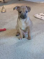 Henry, a male Chiweenie for sale in Oklahoma City, OK – 2 of 7