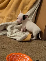 Johnny Ringo, a male Chihuahua for sale in Oklahoma City, OK – 5 of 8
