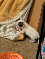 Johnny Ringo, a male Chihuahua for sale in Oklahoma City, OK – 2 of 8